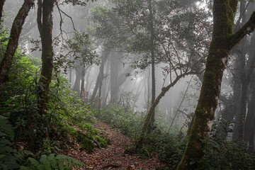 En el bosque se respira aire puro