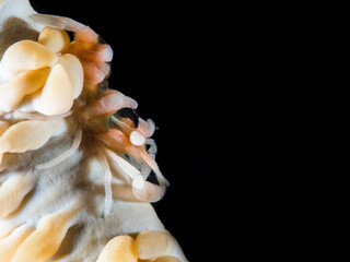 Close-up of a Marine Crustacean on Coral