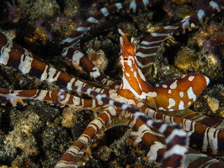 Harlequin Ghost Pipefish in Natural Habitat
