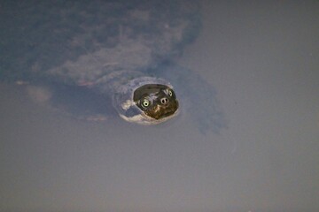 Curious puffer fish emerges from the depths of the ocean, its large eyes and open mouth creating a comical expression. © paws and prints