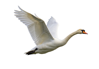 Isolated mute swan flying, wings spread, neck extended, waterfowl, bird of prey