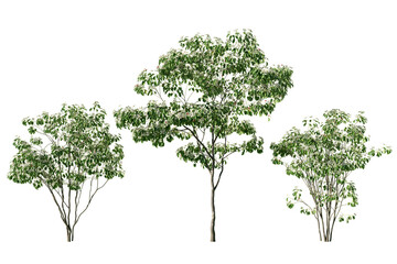 Three Cornus kousa trees isolated on white background