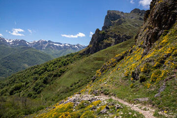 Experience the Majestic Beauty of the Picos de Europa Mountains with Blooming Yellow Flowers and Distant Snow-Capped Peaks under a Clear Blue Sky