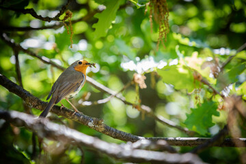 Adorable robin perched on branch, carrying food to its young in vibrant green forest, capturing nature's delicate beauty and wildlife charm