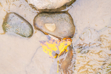 A yellow autumn leaf fell from a tree into the river and lies at the bottom on the stones.
