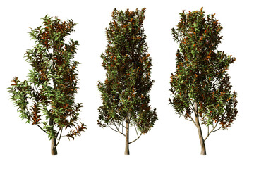 Three Magnolia grandiflora Teddy Bear trees isolated on white background © Frans Kazan