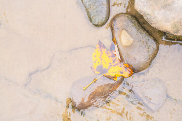 A yellow autumn leaf fell from a tree into the river and lies at the bottom on the stones.
