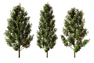 Three Magnolia grandiflora trees isolated on white background © Frans Kazan