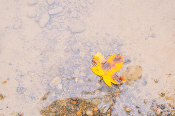 A yellow autumn leaf fell from a tree into the river and lies at the bottom on the stones.

