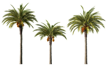 Three Phoenix dactylifera date palm trees isolated on white background