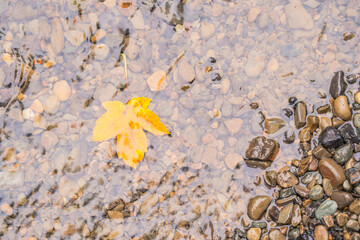 A yellow autumn leaf fell from a tree into the river and lies at the bottom on the stones.
