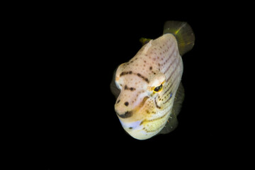 Spotted Flatfish in Dark Water
