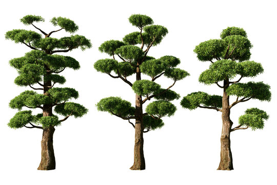 Three Podocarpus macrophyllus Buddhist pine trees isolated on white background