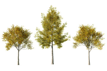 Three Quercus phellos willow oak trees isolated on white background
