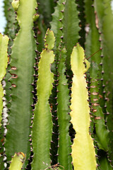 Detailed macro shot of a green cactus stem with sharp thorns, showing natural texture and pattern.