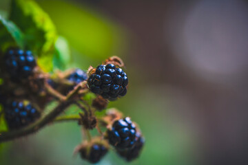 Many ripe blackberries on the vine
