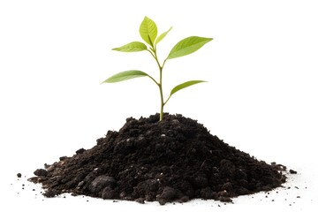 Small green plant growing from a mound of dark soil