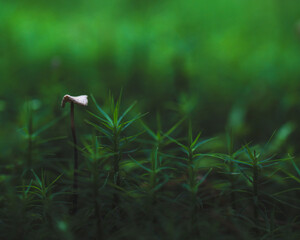mushroom growing among moss in the forest
