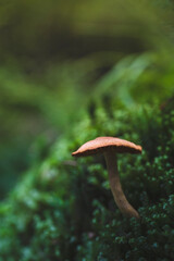 mushroom growing among moss in the forest
