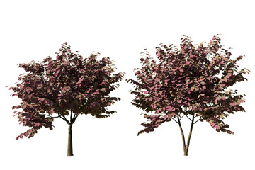 Naklejka premium Two Cercis canadensis Forest Pansy trees isolated on white background
