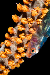 Underwater scene with a small fish and coral