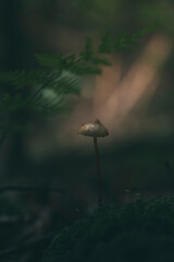 mushroom growing among moss in the forest
