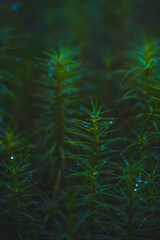 dew drops on small plants
