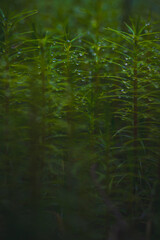 dew drops on small plants
