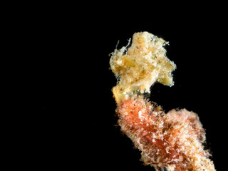 Close-up of a Seahorse in the Deep Sea