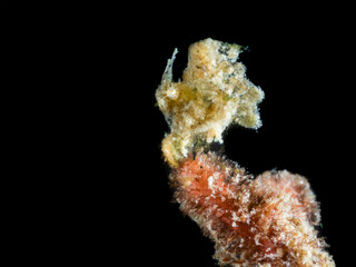 Camouflaged Marine Creature on Coral