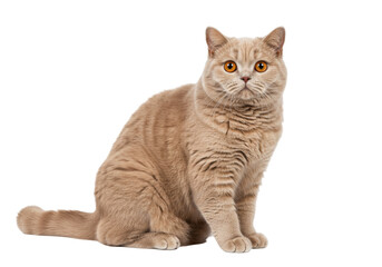 Isolated British shorthair cat with orange eyes sitting and looking ahead quietly in studio