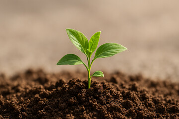 Fresh Green Seedling Growing in Fertile Soil Symbolizing New Life
