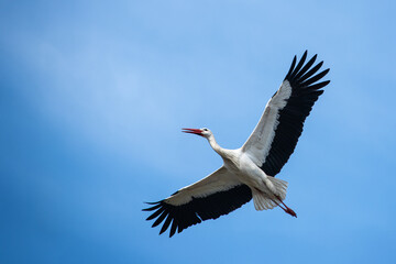 White stork flying wide open wings and open beak