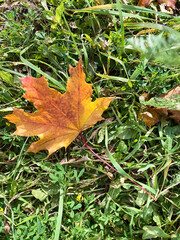 autumn leaves on the ground