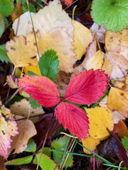 autumn leaves on the ground