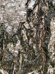 tree bark with moss

