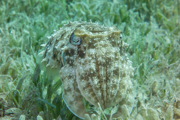 Camouflaged Octopus in the Seaweed