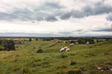 Serene pastoral landscape with a herd of grazing sheep in a lush, rolling meadow under an overcast sky.