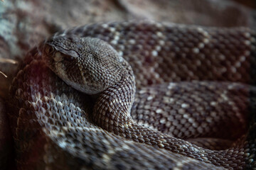 Observe a coiled rattlesnake resting calmly, its scales a mesmerizing pattern of nature's design, perfect for reptile lovers and wildlife enthusiasts