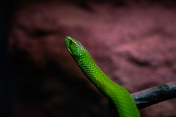 Vibrant green mamba snake slithering on branch with striking eyes, perfect for wildlife documentaries and nature-themed educational content