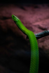 Vibrant green mamba snake slithering on a branch in its natural habitat, a captivating wildlife portrait for nature enthusiasts and educational purposes