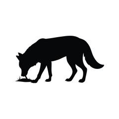 Silhouette of a wolf examining or eating prey on a white background, wolf sniffing ground silhouette vector illustration