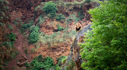 Majestic brown bear surveying its domain from a rocky cliffside perch, lush green foliage adds to the wilderness adventure feeling, perfect for nature themes