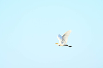 bird in flight