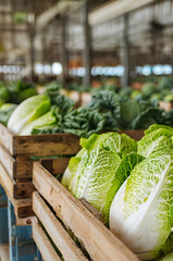 Napa cabbage harvested in wooden boxes in a warehouse. Natural organic fruit abundance. Healthy and natural food storing and shipping concept.