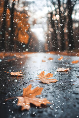 Autumn maple leaves and first snowflakes settle on a wet forest road-capturing the quiet shift between seasons in soft golden hour light.