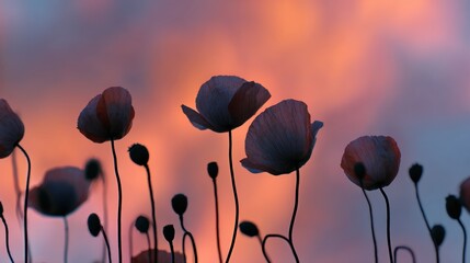 Poppy flowers silhouette against vibrant sunset sky for nature inspiration