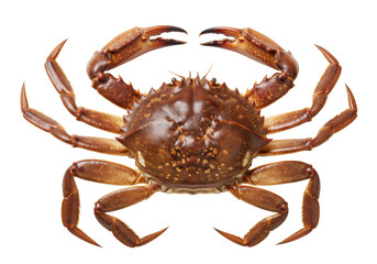 Isolated brown edible crab lying flat with its legs out, ready to be steamed for dinner