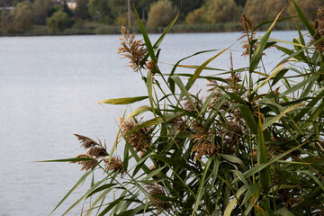Common reed on the shore of a lake. Horizontal shot.