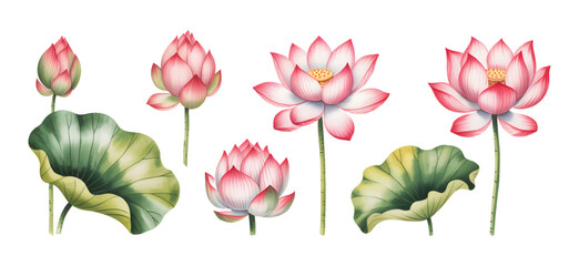 Pink lotus flower and leaves illustration in soft watercolor style.
